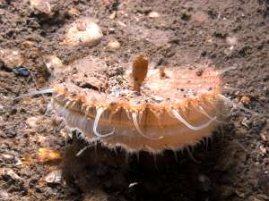 King Scallop in seafloor sediment